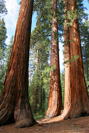 Giant Sequoias, Mariposa Grove