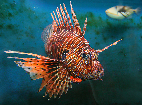 Giant Red LionFish