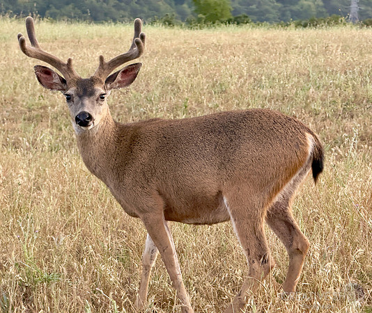 IMG_0829