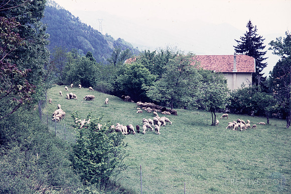 1970 013-6G7A9165