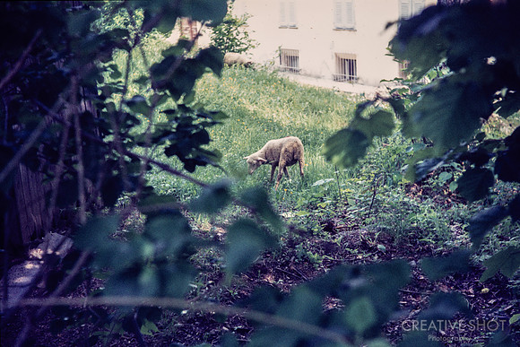 1970 014-6G7A9166