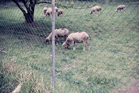 1971 001-6G7A9167
