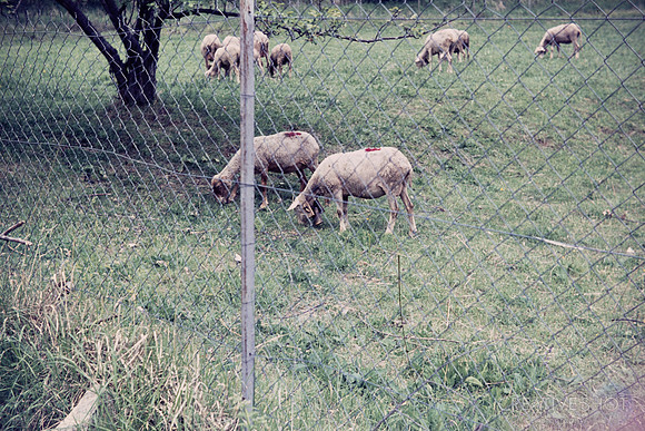 1971 001-6G7A9167