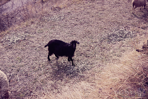 1971 107-6G7A9332