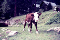 1974 005-6G7A8580