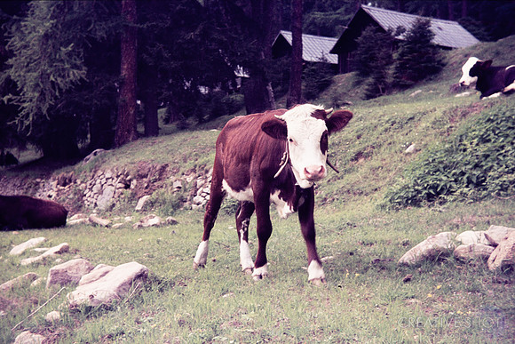 1974 041-6G7A0698