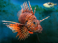 Giant Red LionFish