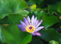 Bee and water lily