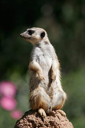 Slender-tailed meerkat
