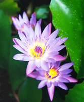 Water lily