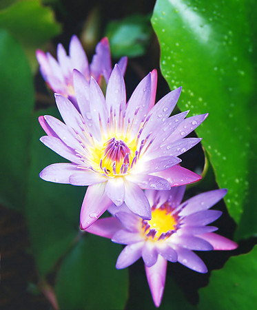 Water lily