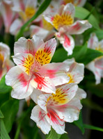 Alstroemeria flowers