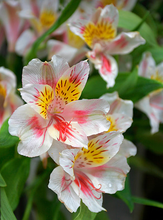 Alstroemeria flowers