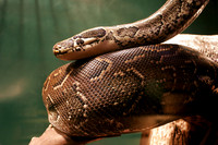 Huge Boa Constrictor in jungle