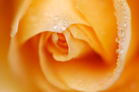 Orange Rose Macro