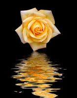 Yellow Rose