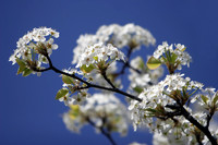 Blossom in spring