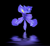 Purple Iris
