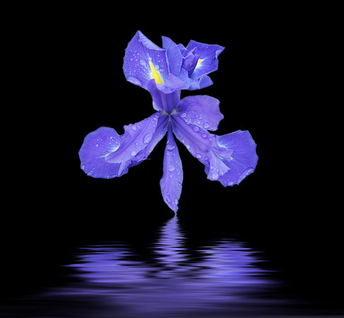Purple Iris