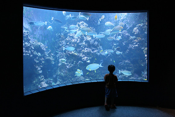 Giant Aquarium