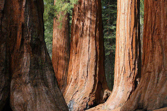 Sequioa Giants