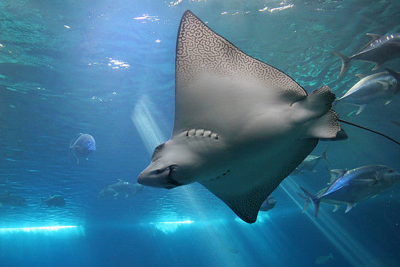 Spotted Eagle Ray and Giant Trevelly fish