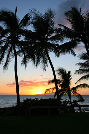 Palm Trees in Maui sunset