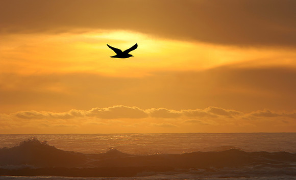 Seagull flying above PAcific Ocean
