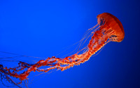 Jellyfish