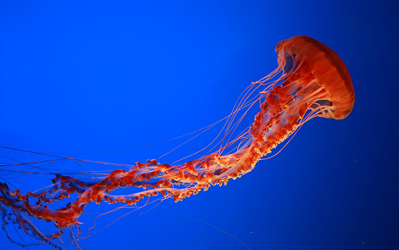 Jellyfish