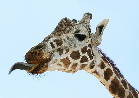 Funny Giraffe