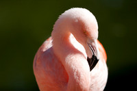 Pink Flamingo